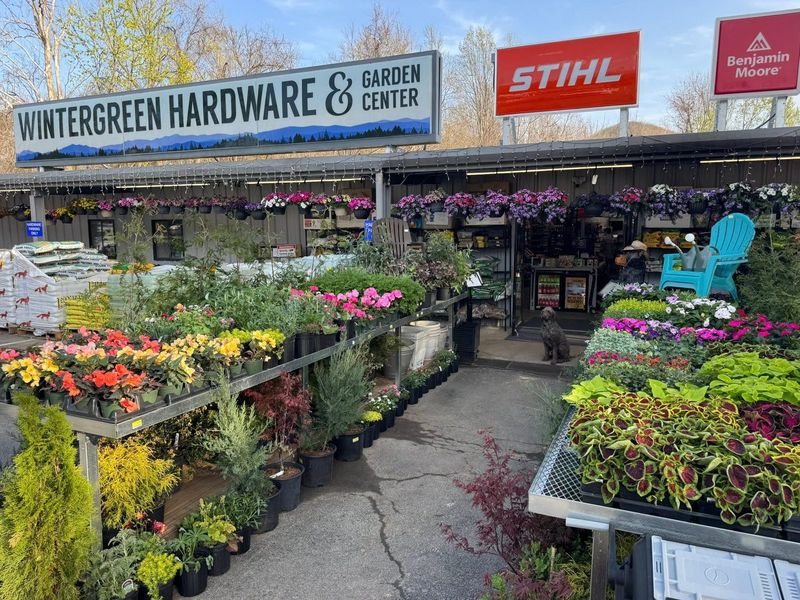 The storefront in spring: benches of flowering annuals and shrubs line the path to the door under hanging baskets, with Herbert sitting in the doorway